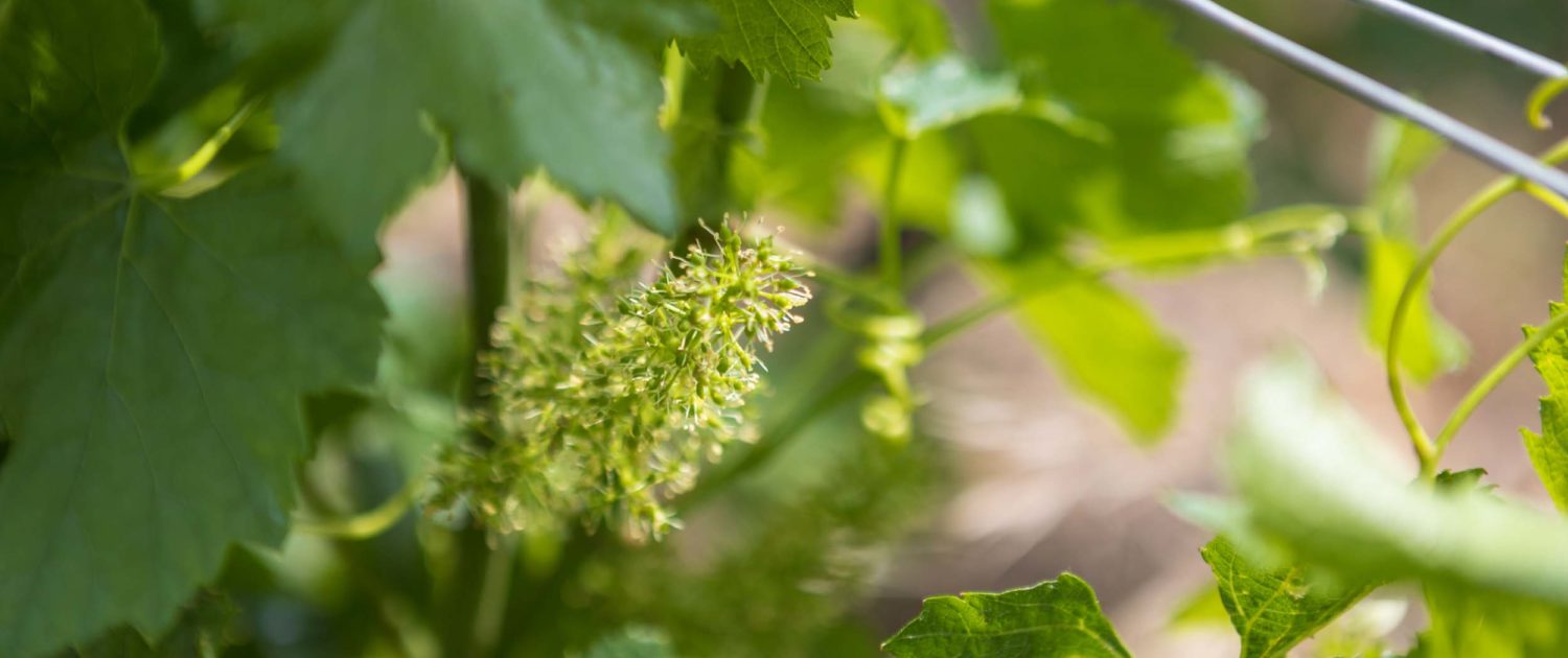 Chardonnay, Pouilly-Fuissé - Fuissé. Appellation cultivée et vinifiée depuis toujours dans la famille Thibert