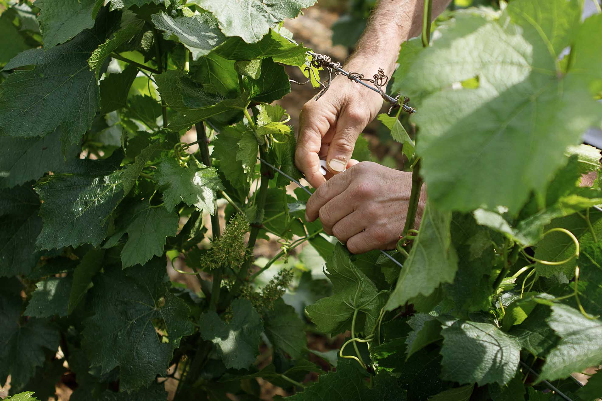 Vignes terroir mains artisan vigneron fuissé domaine thibert